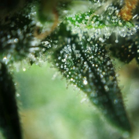 Tangie Feminized growlog timeline photo