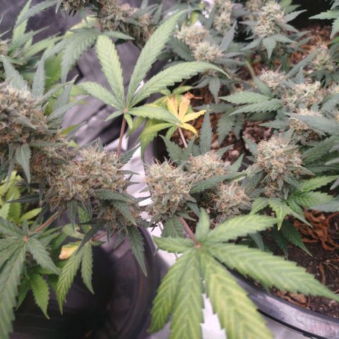 Tangie Feminized growlog timeline photo