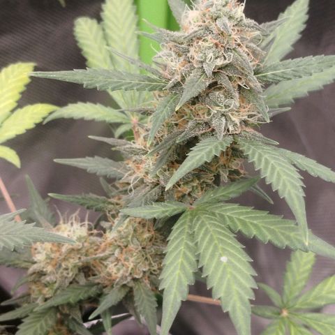 Tangie Feminized growlog timeline photo