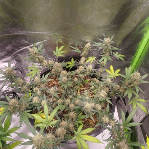 Tangie Feminized growlog timeline photo