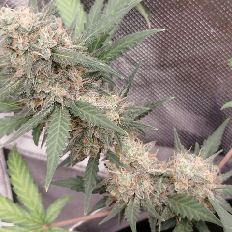 Tangie Feminized growlog timeline photo