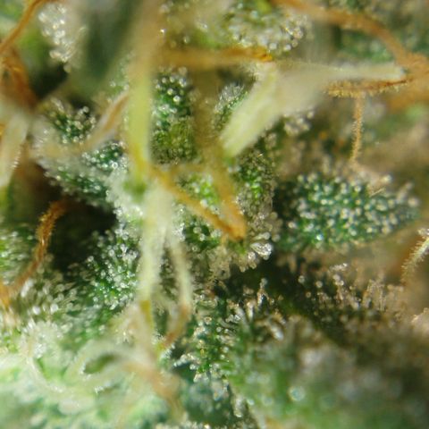 Tangie Feminized growlog timeline photo