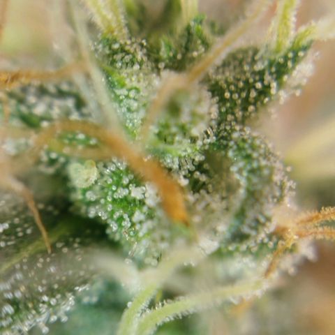 Tangie Feminized growlog timeline photo