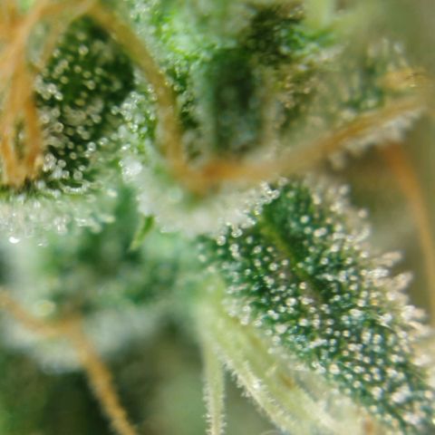 Tangie Feminized growlog timeline photo