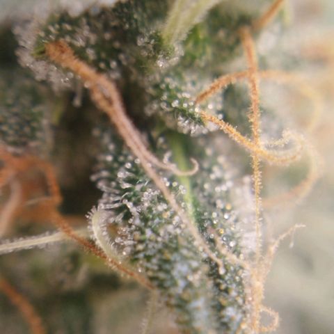 Tangie Feminized growlog timeline photo