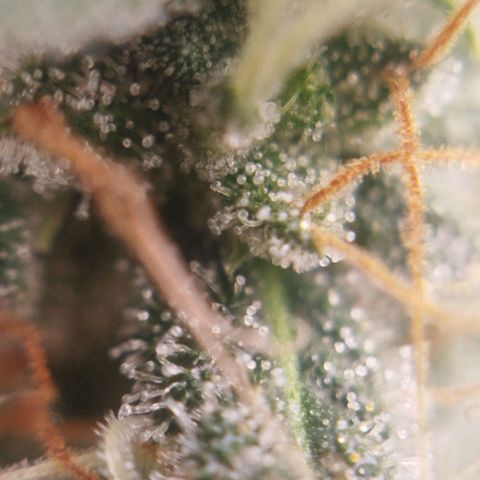 Tangie Feminized growlog timeline photo