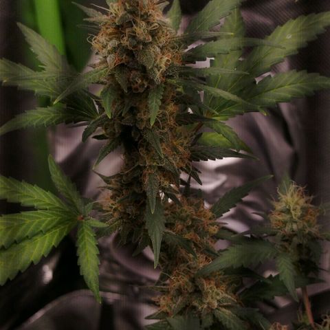 Tangie Feminized growlog timeline photo