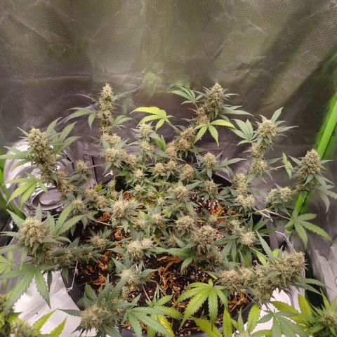 Tangie Feminized growlog timeline photo