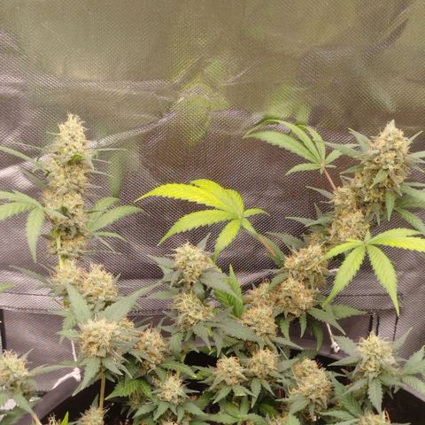 Tangie Feminized growlog timeline photo
