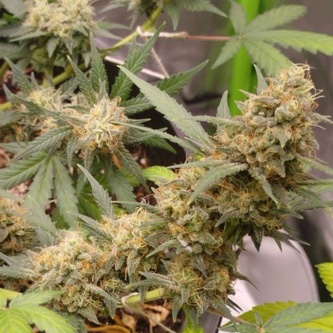 Tangie Feminized growlog timeline photo