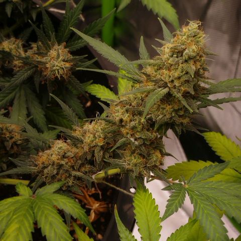 Tangie Feminized growlog timeline photo