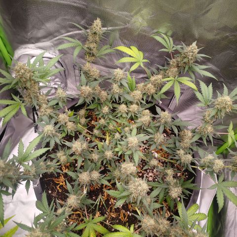 Tangie Feminized growlog timeline photo