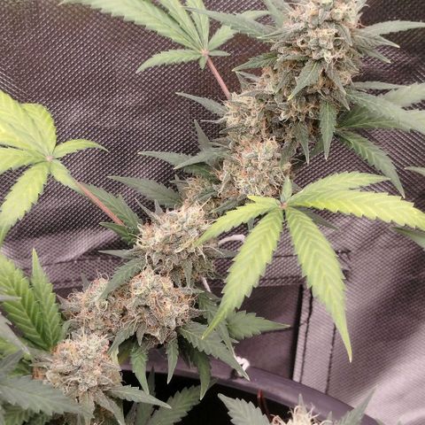 Tangie Feminized growlog timeline photo
