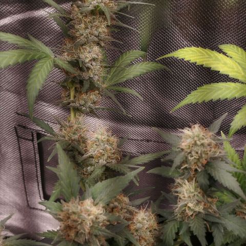 Tangie Feminized growlog timeline photo
