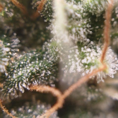 Tangie Feminized growlog timeline photo