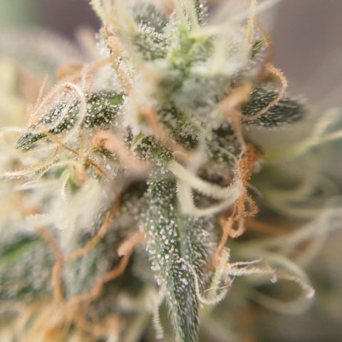Tangie Feminized growlog timeline photo