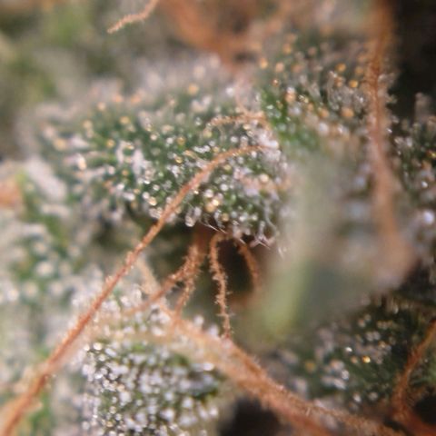 Tangie Feminized growlog timeline photo