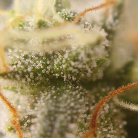 Tangie Feminized growlog timeline photo