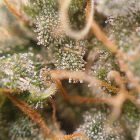 Tangie Feminized growlog timeline photo