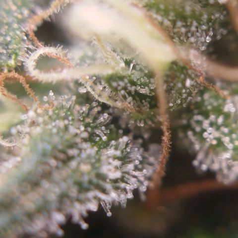 Tangie Feminized growlog timeline photo