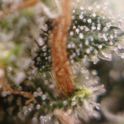 Tangie Feminized growlog timeline photo