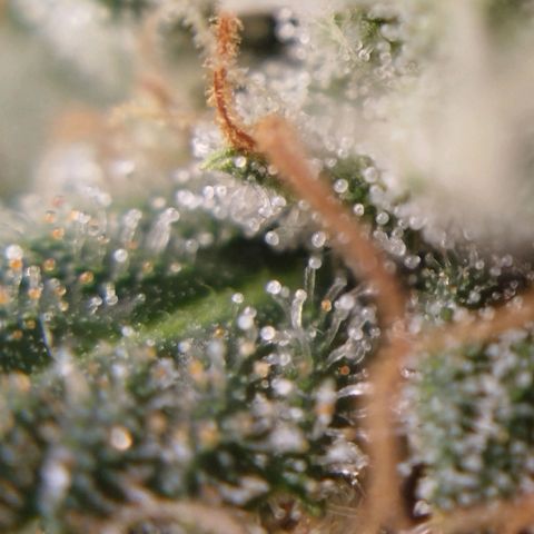 Tangie Feminized growlog timeline photo