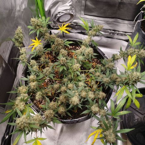 Tangie Feminized growlog timeline photo