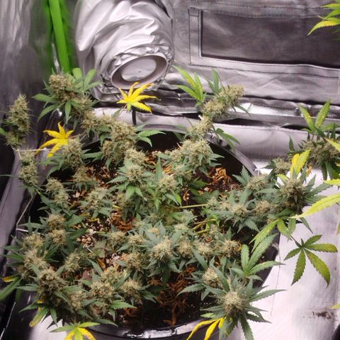 Tangie Feminized growlog timeline photo