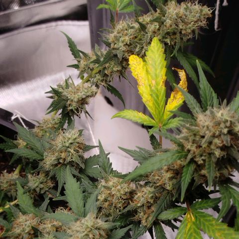 Tangie Feminized growlog timeline photo