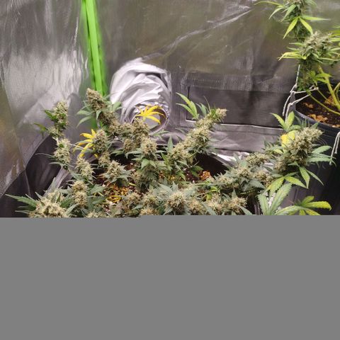 Tangie Feminized growlog timeline photo
