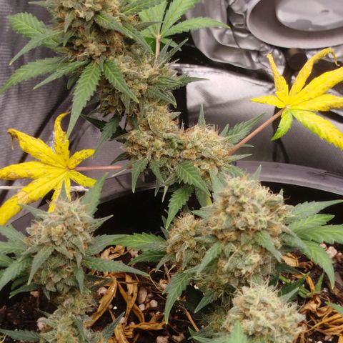 Tangie Feminized growlog timeline photo