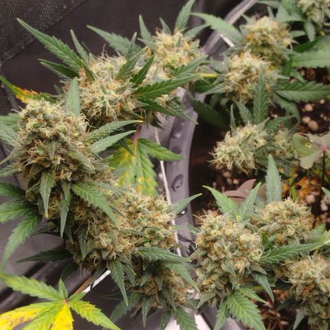 Tangie Feminized growlog timeline photo