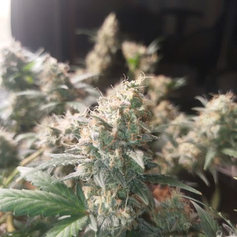 Tangie Feminized growlog timeline photo