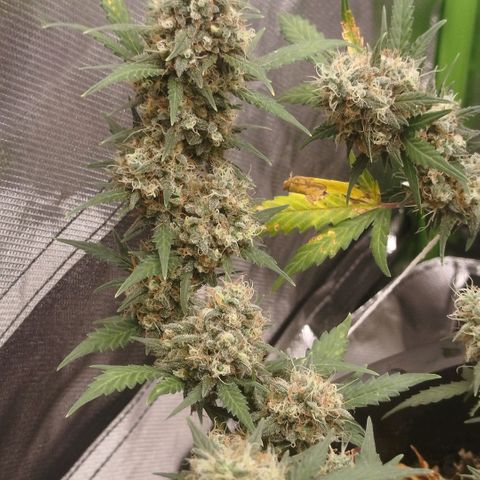 Tangie Feminized growlog timeline photo