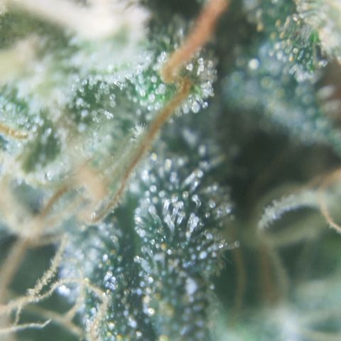 Tangie Feminized growlog timeline photo