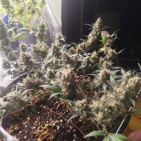 Tangie Feminized growlog timeline photo