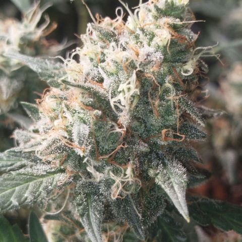 Tangie Feminized growlog timeline photo
