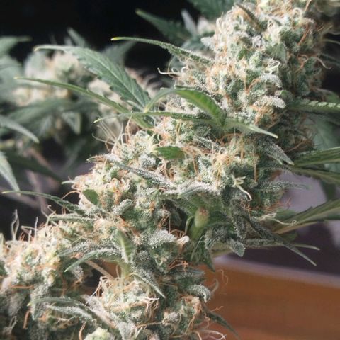 Tangie Feminized growlog timeline photo
