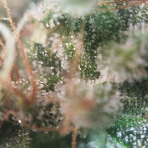 Tangie Feminized growlog timeline photo