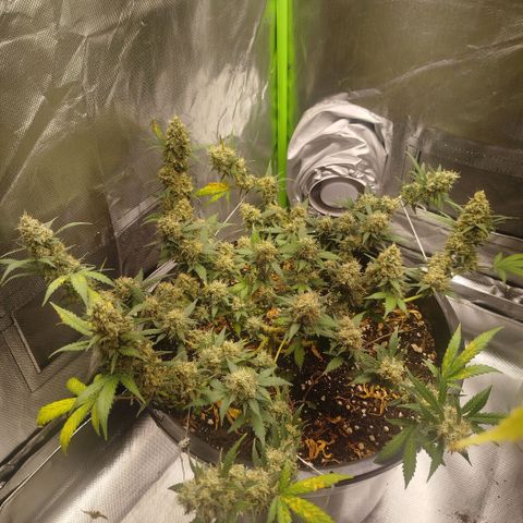 Tangie Feminized growlog timeline photo