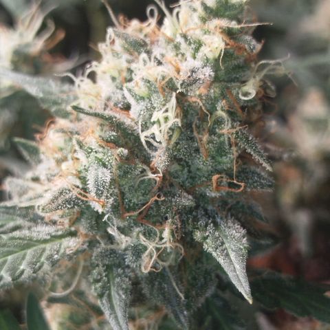 Tangie Feminized growlog timeline photo