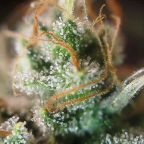 Tangie Feminized growlog timeline photo
