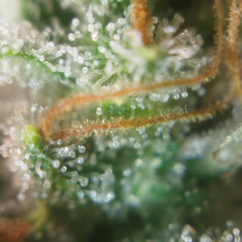 Tangie Feminized growlog timeline photo