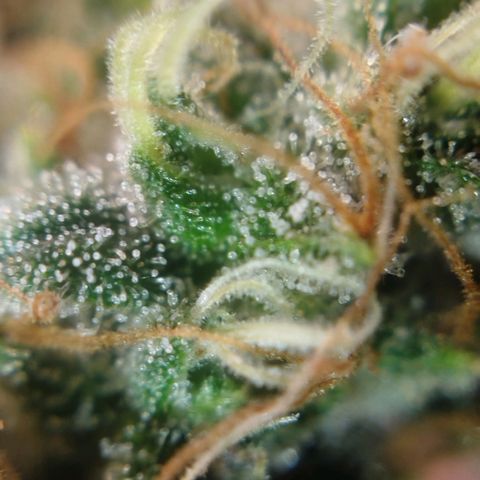 Tangie Feminized growlog timeline photo