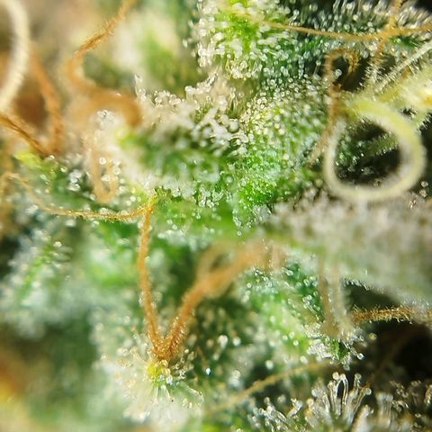 Tangie Feminized growlog timeline photo