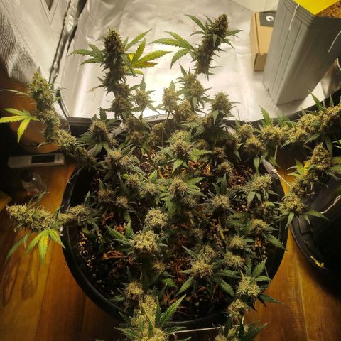 Tangie Feminized growlog timeline photo