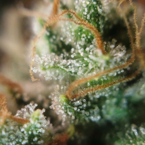 Tangie Feminized growlog timeline photo