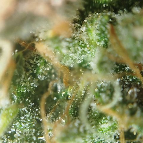 Tangie Feminized growlog timeline photo