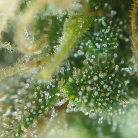 Tangie Feminized growlog timeline photo