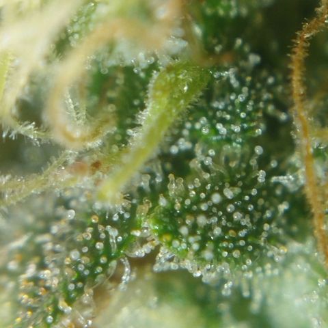 Tangie Feminized growlog timeline photo